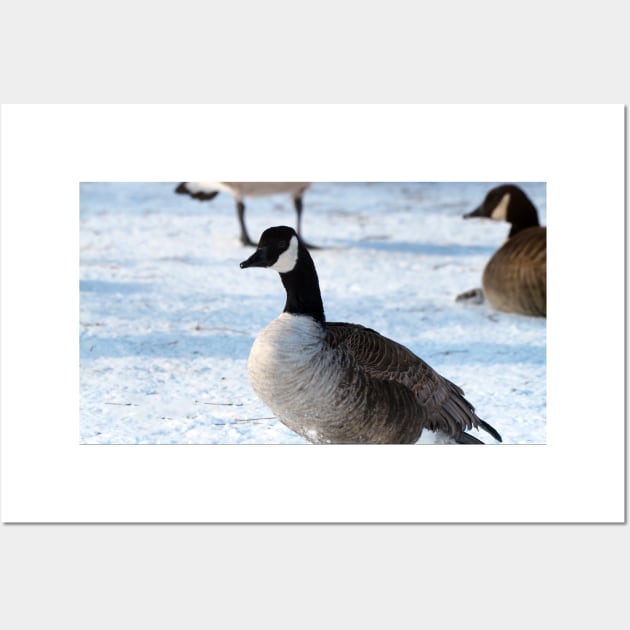 Canada Goose Standing On The Snow Wall Art by BackyardBirder